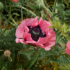 Ingredient Spotlight Papaver Rhoeas - Ronacare Poppy