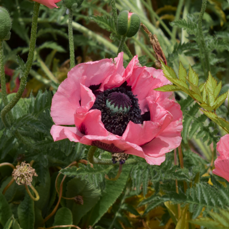 Ingredient Spotlight Papaver Rhoeas - Ronacare Poppy