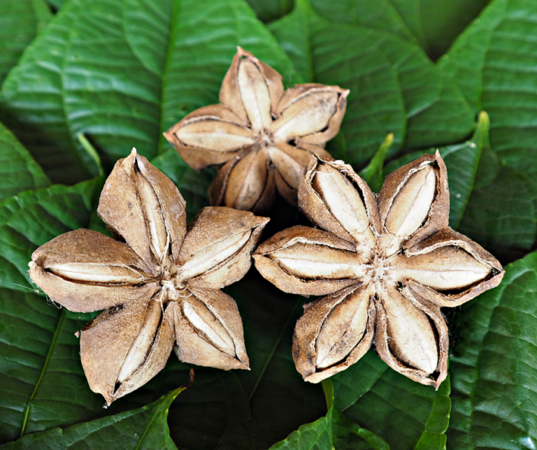 Ingredient Spotlight: Sacha Inchi